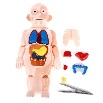 Insan Vücudu Anatomisi Oyuncak Okul Öncesi Eğitim Organı Monte Oyuncaklar Çocuklar için Montessori 3D Bulmacalar Vücut Organı Modeli Öğretim Araçları